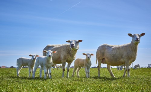 Schaap