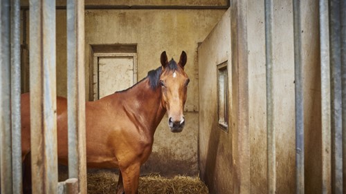 Paard