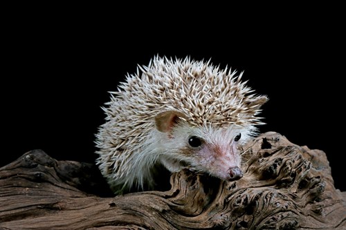Egel