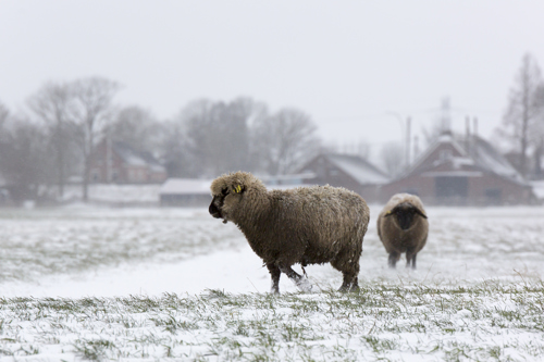 schapen in winterkou
